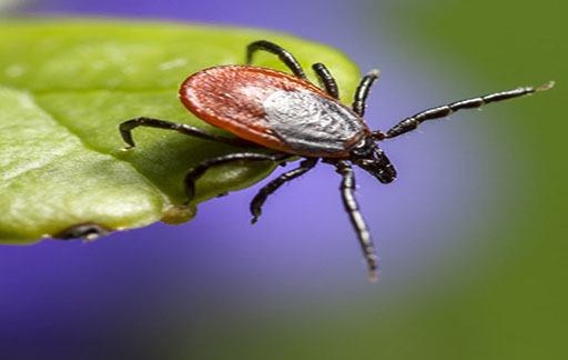Residential Pest Control , Home Pest Control , Commercial Pest Control , Hotel Pest Control , Hospital Pest Control , Malls Pest Control , Society Pest Control