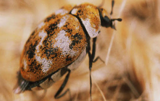 Residential Pest Control , Home Pest Control , Commercial Pest Control , Hotel Pest Control , Hospital Pest Control , Malls Pest Control , Society Pest Control
