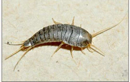 Residential Pest Control , Home Pest Control , Commercial Pest Control , Hotel Pest Control , Hospital Pest Control , Malls Pest Control , Society Pest Control