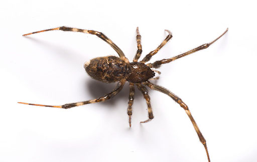 Residential Pest Control , Home Pest Control , Commercial Pest Control , Hotel Pest Control , Hospital Pest Control , Malls Pest Control , Society Pest Control