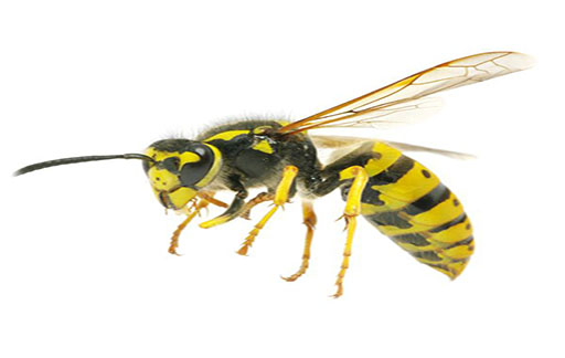 Residential Pest Control , Home Pest Control , Commercial Pest Control , Hotel Pest Control , Hospital Pest Control , Malls Pest Control , Society Pest Control
