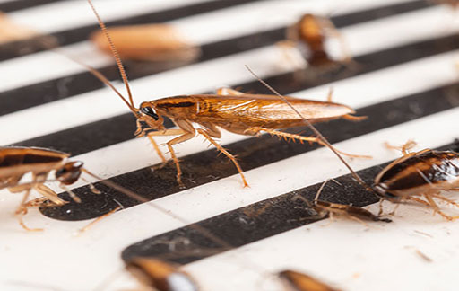 Residential Pest Control , Home Pest Control , Commercial Pest Control , Hotel Pest Control , Hospital Pest Control , Malls Pest Control , Society Pest Control