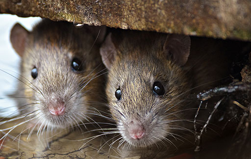 Residential Pest Control , Home Pest Control , Commercial Pest Control , Hotel Pest Control , Hospital Pest Control , Malls Pest Control , Society Pest Control