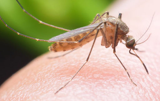 Residential Pest Control , Home Pest Control , Commercial Pest Control , Hotel Pest Control , Hospital Pest Control , Malls Pest Control , Society Pest Control