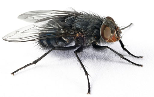Residential Pest Control , Home Pest Control , Commercial Pest Control , Hotel Pest Control , Hospital Pest Control , Malls Pest Control , Society Pest Control