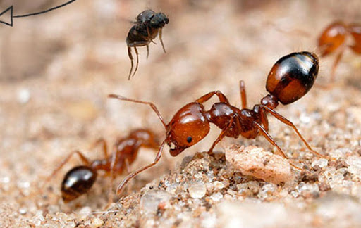 Residential Pest Control , Home Pest Control , Commercial Pest Control , Hotel Pest Control , Hospital Pest Control , Malls Pest Control , Society Pest Control