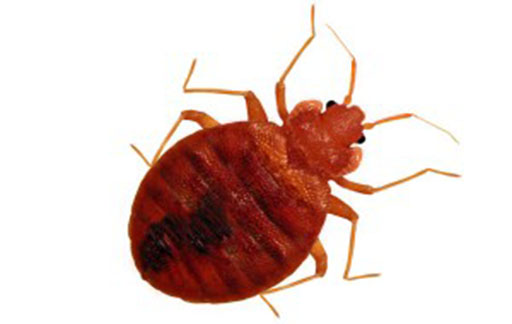 Residential Pest Control , Home Pest Control , Commercial Pest Control , Hotel Pest Control , Hospital Pest Control , Malls Pest Control , Society Pest Control