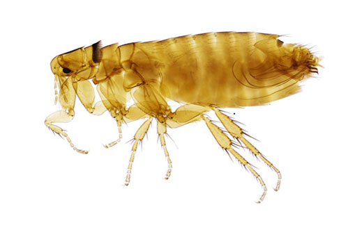 Residential Pest Control , Home Pest Control , Commercial Pest Control , Hotel Pest Control , Hospital Pest Control , Malls Pest Control , Society Pest Control